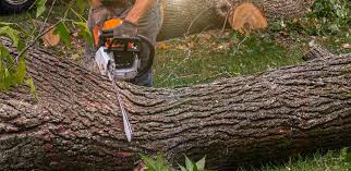 How Our Tree Care Process Works  in  South Amboy, NJ