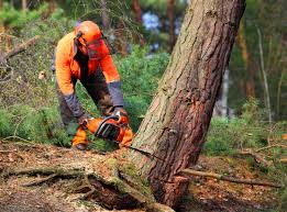 Best Firewood Processing and Delivery  in South Amboy, NJ