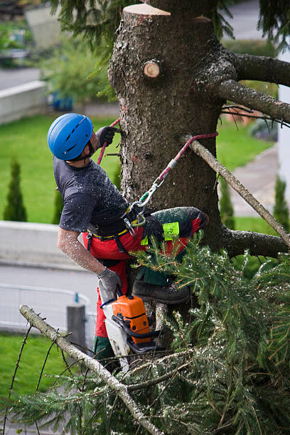 Best Storm Damage Tree Cleanup  in South Amboy, NJ