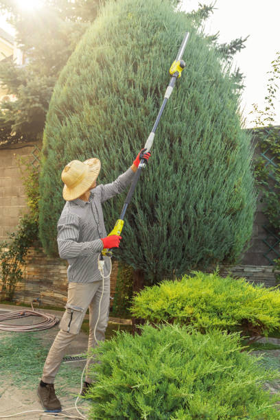 Best Storm Damage Tree Cleanup  in South Amboy, NJ